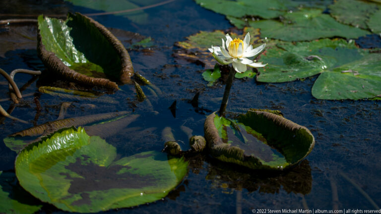 White water lily standing above a pond among green, brown, and curled floating lily pads.