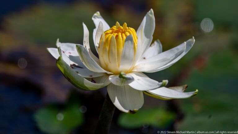 Close-up of a white water lily with yellow stamens and long white petals against a blurred pond background.
