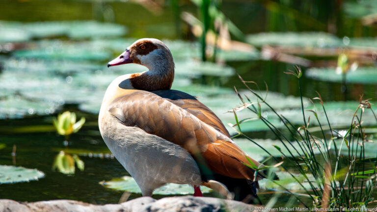 Egyptian goose standing on a rock beside a lily pond, facing left among reeds and floating vegetation.