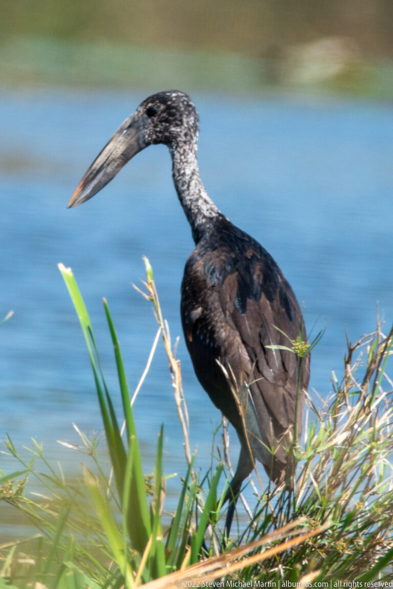 Side profile of an African openbill beside blue water, showing its long gapped bill and dark mottled plumage.