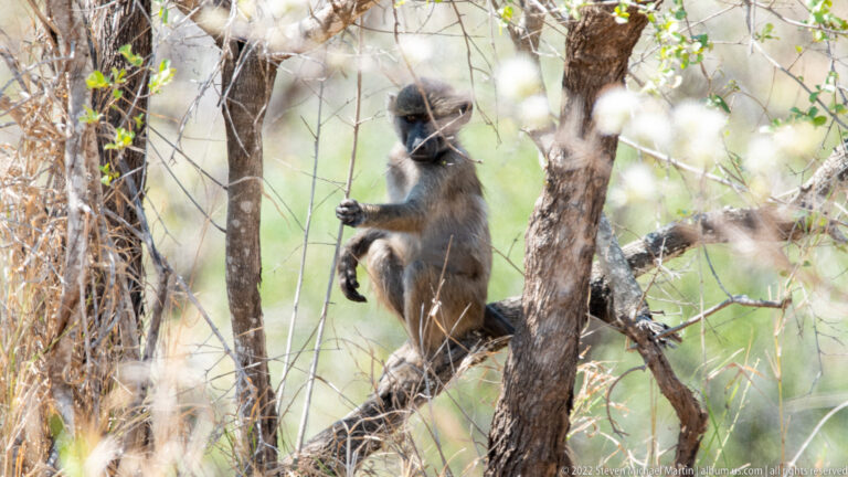 Vervet monkey sitting among thin tree branches, with gray fur, dark face, and one hand raised near its body.