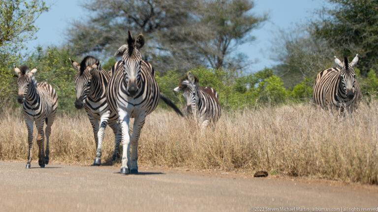 Several plains zebras walking toward the camera on and beside a paved road through dry grass and scrub.