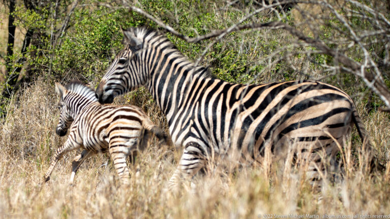 Adult plains zebra standing beside a smaller foal with browner stripes in dry grass and woodland scrub.