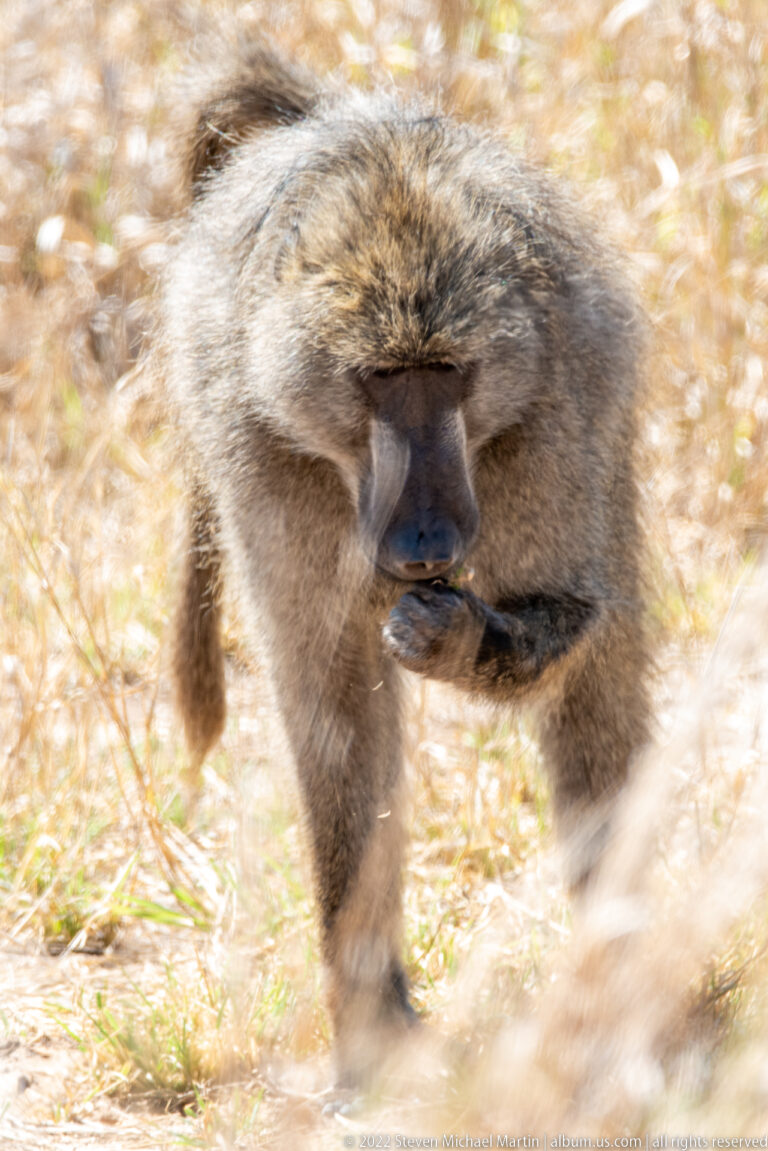 Chacma baboon moving across dry grass, with gray-brown fur, long dark muzzle, and powerful forelimbs visible.