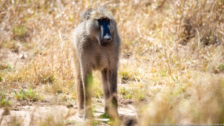 Chacma baboon standing and facing the camera in dry grass, showing its long black muzzle and shaggy gray-brown coat.