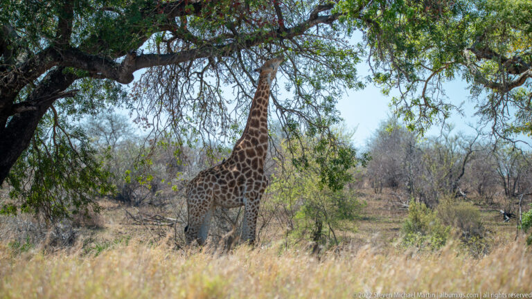 Giraffe standing beneath a broad tree and reaching into its leafy canopy in dry Kruger woodland.