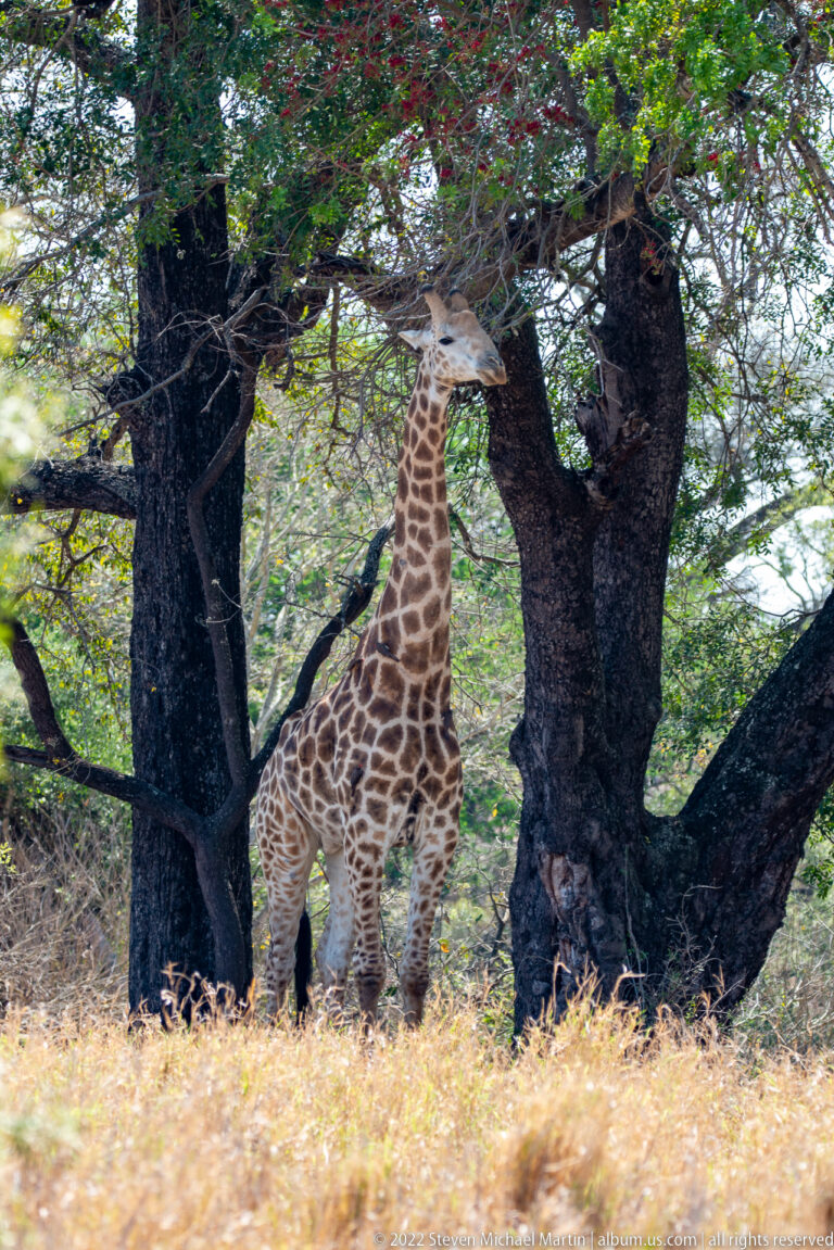 Giraffe browsing beneath a large dark-trunked tree, with its neck extended upward into dense green foliage.