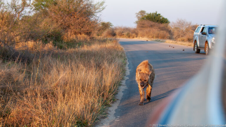 Spotted hyena walking toward the camera on a paved road, with a safari vehicle behind it and dry grass beside the road.