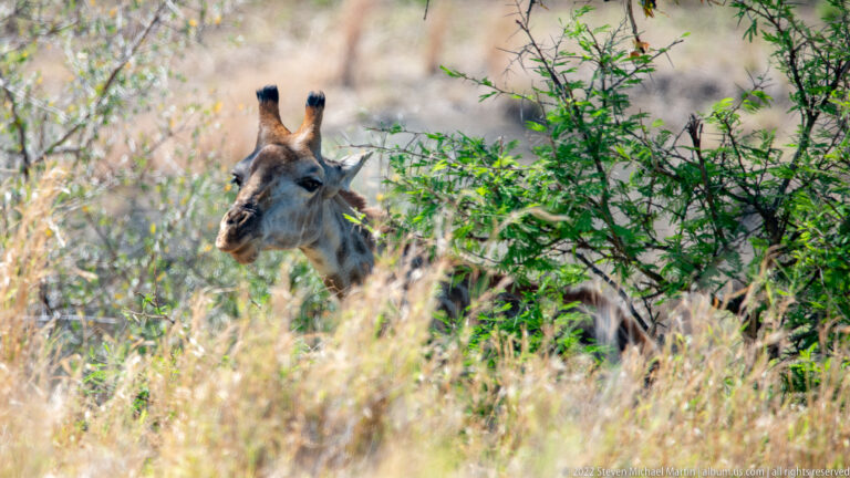 Giraffe head and long neck emerging above dry grass and green scrub, with most of its body hidden.