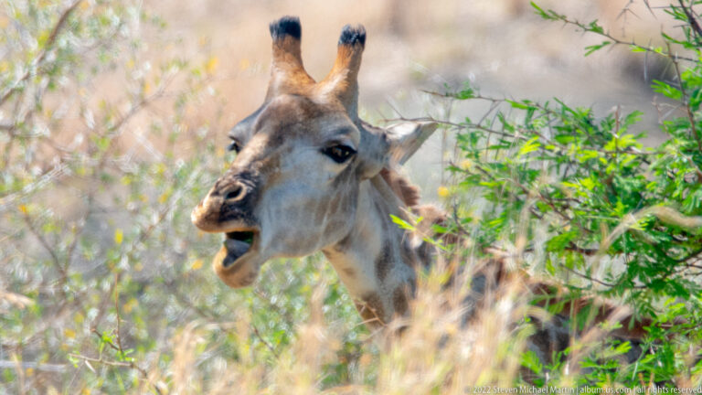 Close portrait of a giraffe with mouth partly open among dry grass and green browse.