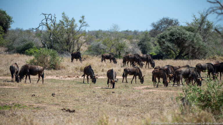 Blue wildebeest herd grazing across dry open ground bordered by shrubs and trees.