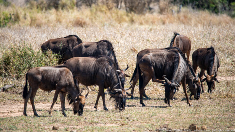Cluster of blue wildebeest grazing closely together on short dry grass.