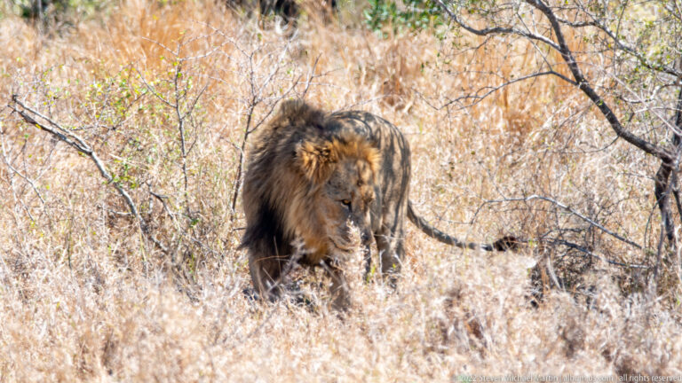 Adult male lion walking toward the camera through tall dry grass and sparse brush.