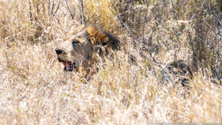 Male lion resting in tall dry grass with mouth open and tongue visible.