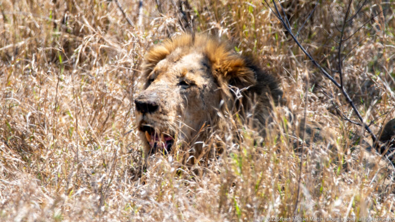 Close view of a male lion resting in grass with his mouth open and tongue showing.