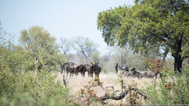 Blue wildebeest and plains zebra standing together in a dry, wooded savanna clearing.