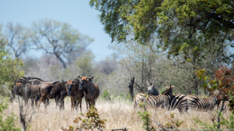 Blue wildebeest standing beside several plains zebras in pale grass under scattered trees.
