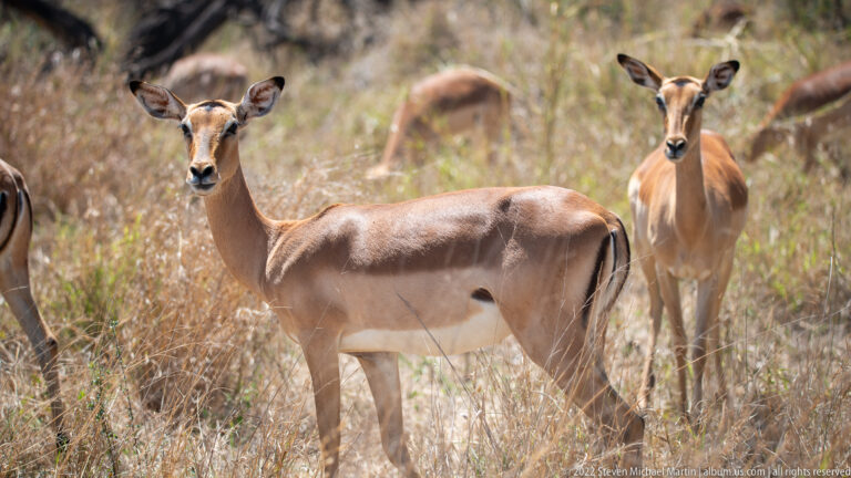 Female impala standing broadside and looking toward the camera, with other impalas behind her.