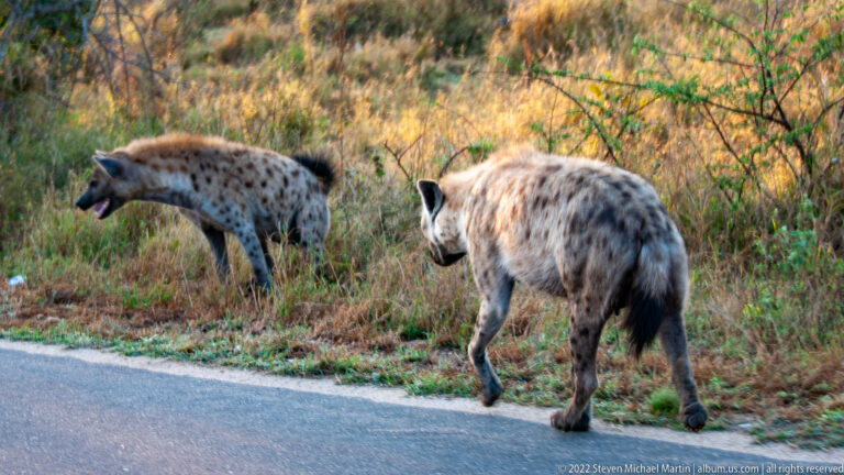 Two spotted hyenas beside a paved road, one standing broadside in grass and the nearer animal facing away.
