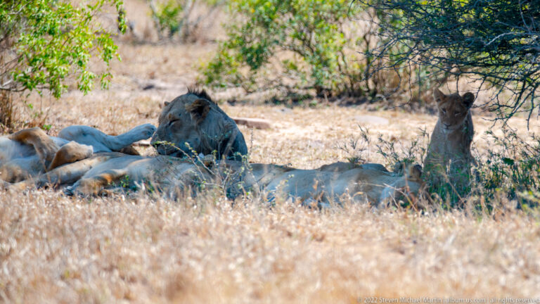 Male lion sitting among several reclining lionesses in shade on dry ground.