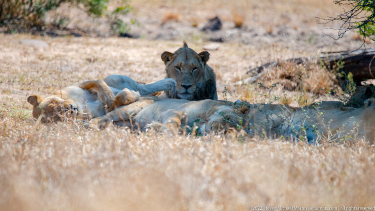 Several lionesses reclining together with a male lion seated behind them.