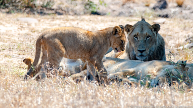 Young lion standing beside a reclining adult male lion, with other lions resting behind.