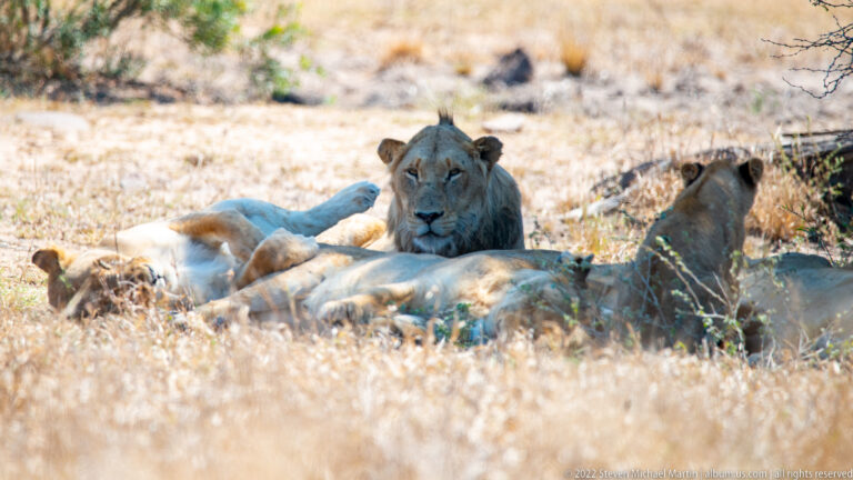Adult male lion sitting among reclining lionesses, including one lying on her back.