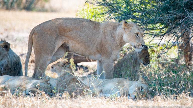 Lioness walking among resting lions beneath low thorny branches.