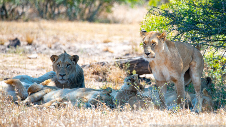 Standing lioness beside a seated male lion, with other pride members reclining nearby.