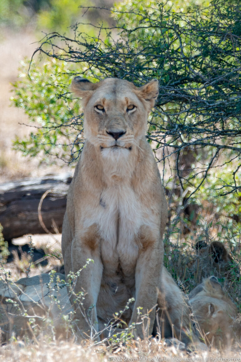 Lioness sitting frontally under thorn branches with another lion partly visible behind her.