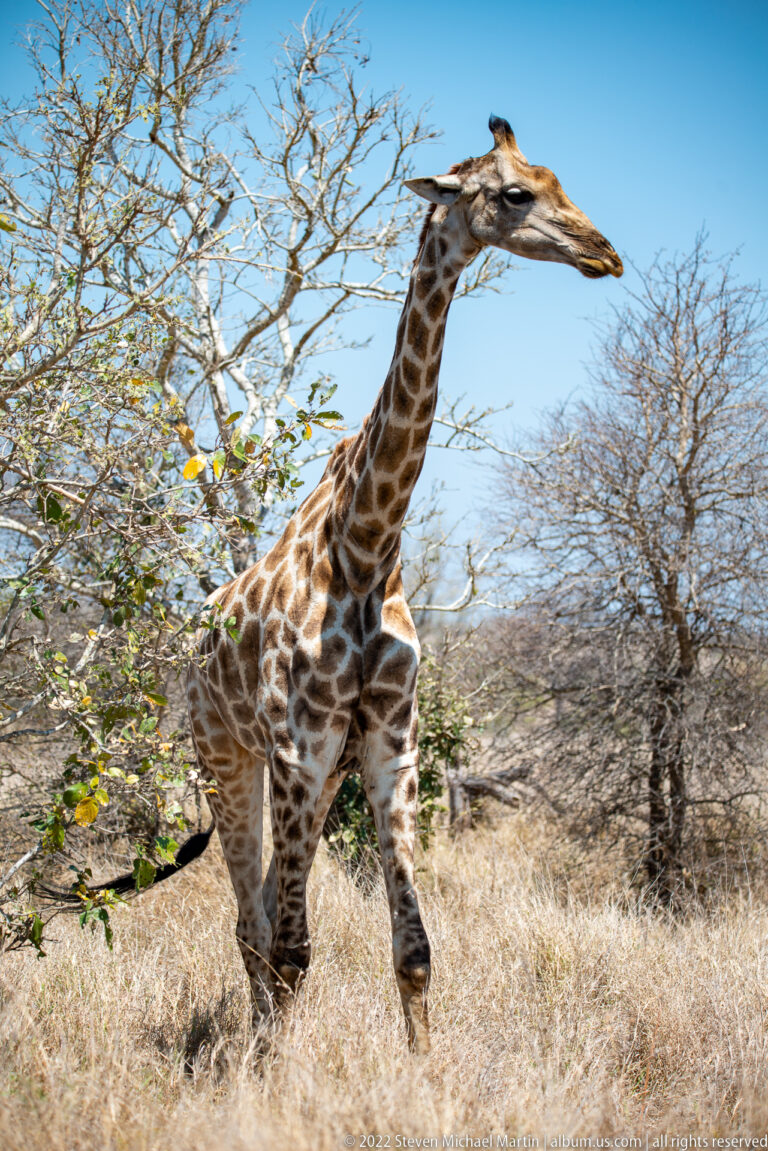 Full-body giraffe walking through dry thornveld with its neck extended toward foliage.
