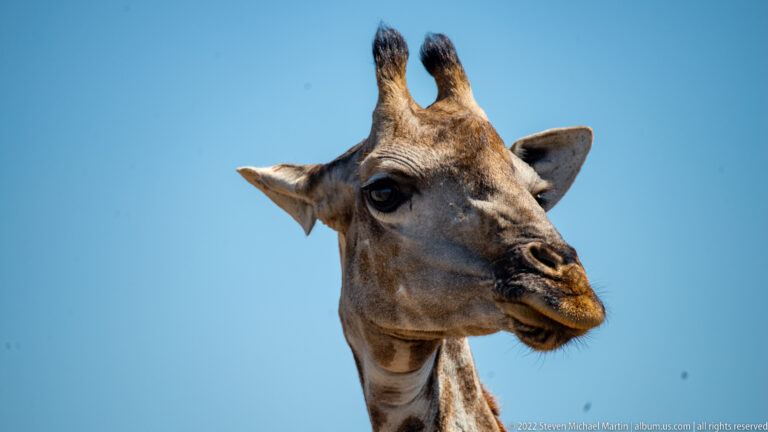 Close upward view of a giraffe head and ossicones against a clear blue sky.