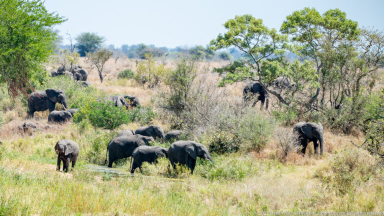African elephant herd with adults and juveniles dispersed across grassy, shrub-covered bushveld.