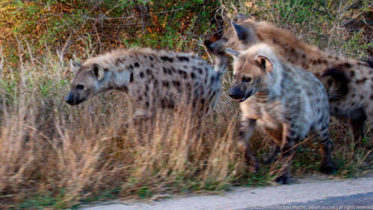 Several spotted hyenas clustered at the edge of a road, with one animal stepping forward from dry brush.