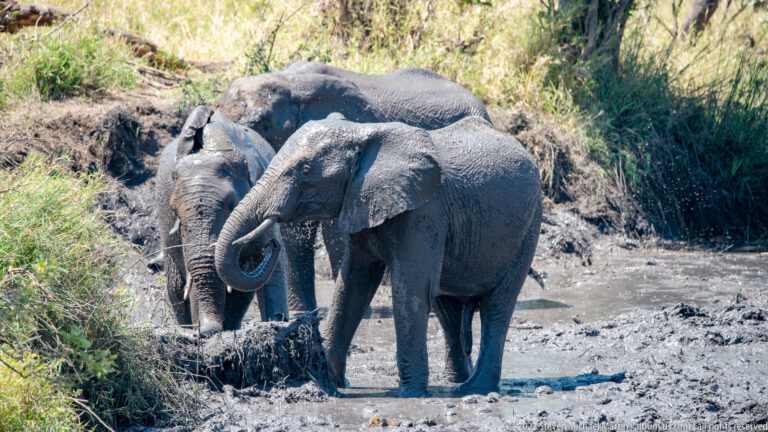 Two mud-coated African elephants standing together at the edge of a muddy wallow.