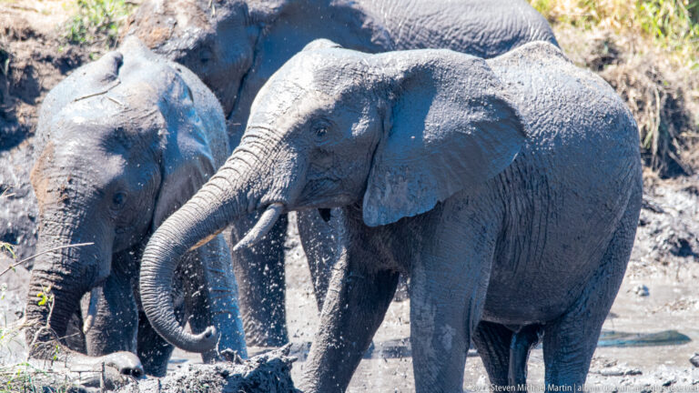 Close view of two mud-covered elephants, the foreground animal curling its trunk across its face.