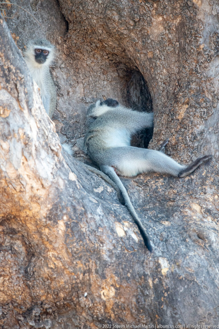Vervet monkey stretched out in a shaded hollow on a broad rock surface.