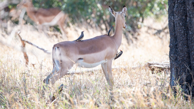Female impala walking through woodland with several oxpecker birds perched on her back and neck.