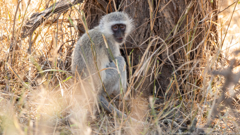 Vervet monkey sitting upright among dry grass and dense brush, facing the camera.