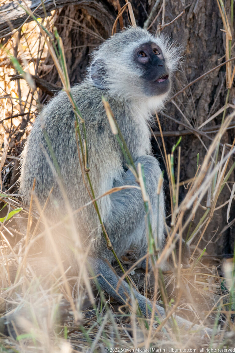 Close side view of a seated vervet monkey looking upward beside dry vegetation.
