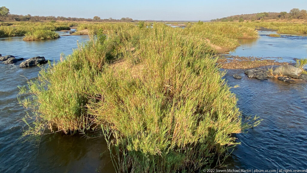 Dense green reed island dividing shallow blue river channels with exposed dark rocks.