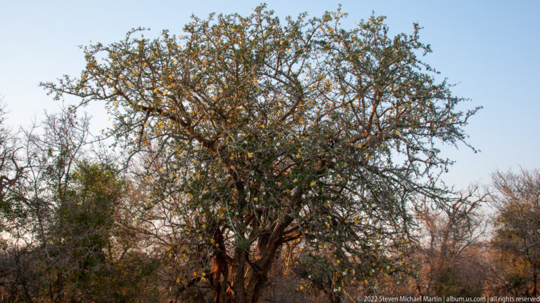Flowering tree rising above dry bushveld, with pale blossoms scattered through its branching crown under blue sky.