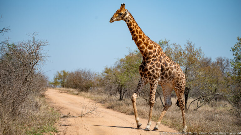 Giraffe walking beside a sandy track through dry thorn scrub under a clear blue sky.
