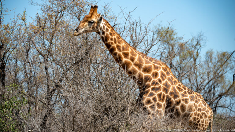 Giraffe partly surrounded by thorny branches, with its long neck and patterned shoulders clearly visible.
