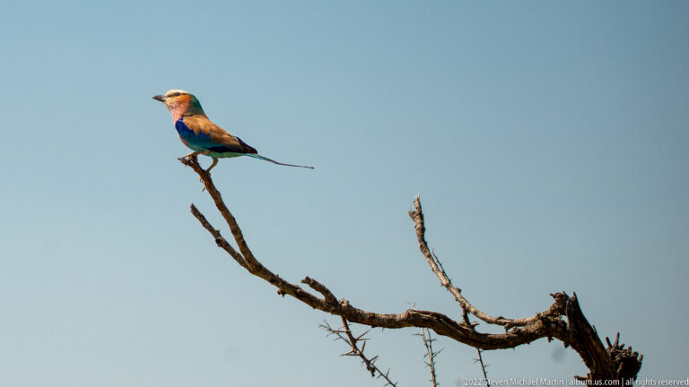 Lilac-breasted roller perched on a bare branch against a clear blue sky.