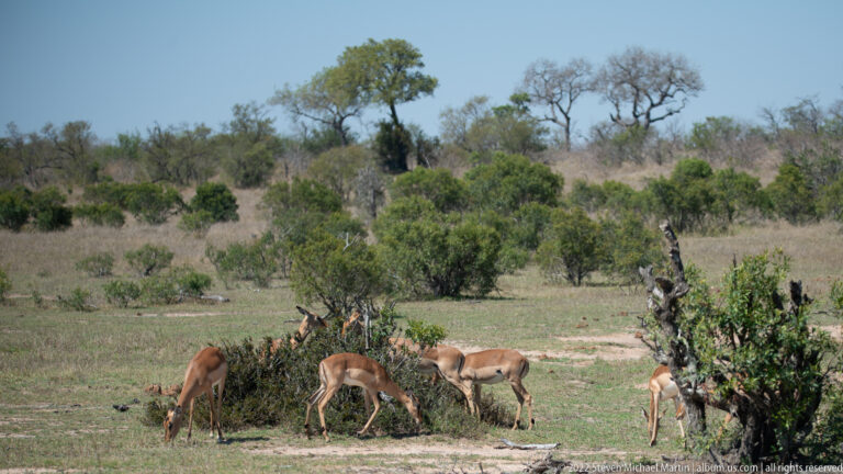 Several impalas feed around a low shrub in open savanna with scattered trees beyond.