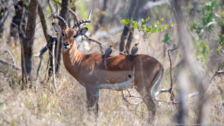 Male impala with curved horns stands in woodland shade with two small birds perched on its back.