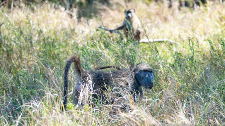 Chacma baboon crouches in tall grass while another baboon sits farther back.