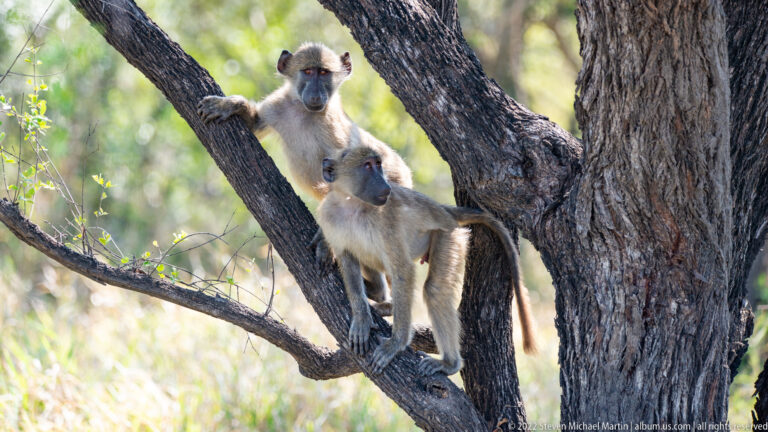 Two chacma baboons perch together in the fork of a thick-trunked tree.