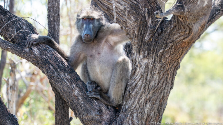 Adult chacma baboon sits upright in a tree fork, facing forward with its dark muzzle visible.